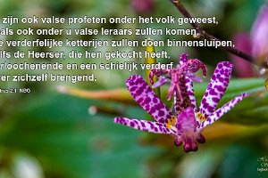 2Pet0201-NBG : Achtertuin, Fotograaf, Plant, Thuis, Tricyrtis, Tuin, Websites, hs.fotografie@gmail.com, http://beverwaardinbeeld.nl, http://hs-fotografie.nl, http://hs-modellenfotografie.nl, http://hs-natuurfotografie.nl, http://hs-stedenfotografie.nl, http://rotterdamsebeelden.nl, © Harry Schoemaker