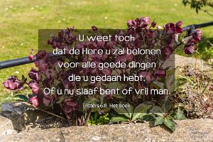 Efe 0608-Boek : Beverwaard, Buurttuin Beverwaard, Fotograaf, Heleborus Neger, Kerstroos, NL, Plant, Rotterdam, Websites, hs.fotografie@gmail.com, http://beverwaardinbeeld.nl, http://hs-fotografie.nl, http://hs-modellenfotografie.nl, http://hs-natuurfotografie.nl, http://hs-stedenfotografie.nl, http://rotterdamsebeelden.nl, © Harry Schoemaker