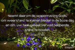 Efe 0613-NBG : Lobelia - Tuin, hs-fotografie.com, hs-fotografie.nl, hs-natuurfotografie.nl, hs.fotografie@gmail.com, © Harry Schoemaker