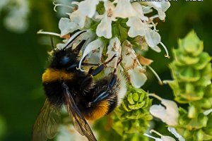 Hommel op de Bloemen in de Blitterswijkstraat te Beverwaard (2014)