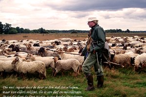 Joh 1001-02 : Drenthe, Heide, Herder, Schaapskudde