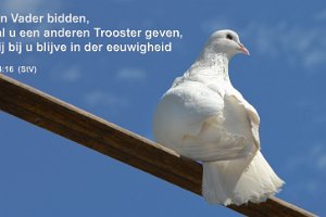 White dove  White dove : animals, birds, pets, dove, blue, love, wings, sky, clear, peace, pigeon, wildlife, feelings, white, emotions, behavior, nature, feather, spirit, freedom, touching, affectionate, pentecost, outdoors, wedding, ghost, angle, romance, tranquil, aerial, sitting, tail, innocence, unity, friendship, head, mating, beak, holy, purity, flying