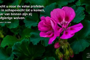 Mat 0715-NBG : Achtertuin, Fotograaf, Geranium, Plant, Thuis, Tuin, Websites, hs.fotografie@gmail.com, http://beverwaardinbeeld.nl, http://hs-fotografie.nl, http://hs-modellenfotografie.nl, http://hs-natuurfotografie.nl, http://hs-stedenfotografie.nl, http://rotterdamsebeelden.nl, © Harry Schoemaker