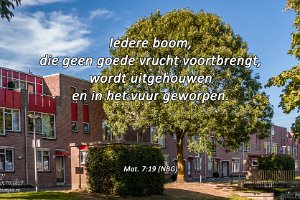 Mat 0719 NBG : Beverwaard, Boom, IJsselmonde, NL, Rhijnauwensingel, Rotterdam, Websites, hs.fotografie@gmail.com, http://beverwaardinbeeld.nl, http://hs-fotografie.nl, http://hs-modellenfotografie.nl, http://hs-natuurfotografie.nl, http://hs-stedenfotografie.nl, http://rotterdamsebeelden.nl, http://rotterdamsefotos.nl, © Harry Schoemaker