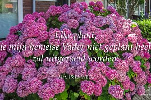 Mat 1513 NBG-b : Bolnes, De La Reystraat, Fotograaf, Hortensia, NL, Plant, Ridderkerk, Websites, hs.fotografie@gmail.com, http://beverwaardinbeeld.nl, http://hs-fotografie.nl, http://hs-modellenfotografie.nl, http://hs-natuurfotografie.nl, http://hs-stedenfotografie.nl, http://rotterdamsebeelden.nl, © Harry Schoemaker