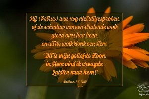 Mat 1704-NBV : Achtertuin, Fotograaf, Goudsbloem, Plant, Thuis, Tuin, Websites, hs.fotografie@gmail.com, http://beverwaardinbeeld.nl, http://hs-fotografie.nl, http://hs-modellenfotografie.nl, http://hs-natuurfotografie.nl, http://hs-stedenfotografie.nl, http://rotterdamsebeelden.nl, © Harry Schoemaker