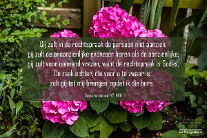 Deut0117-NBG : Hortensia - Tuin, hs-fotografie.com, hs-fotografie.nl, hs-natuurfotografie.nl, hs.fotografie@gmail.com, © Harry Schoemaker