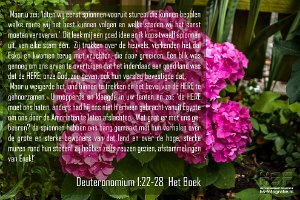 Deut0122-Boek : Hortensia - Tuin, hs-fotografie.com, hs-fotografie.nl, hs-natuurfotografie.nl, hs.fotografie@gmail.com, © Harry Schoemaker