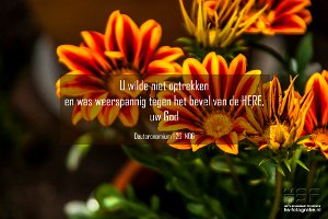 Deut0126-NBG : Gazania - Tuin, hs-fotografie.com, hs-fotografie.nl, hs-natuurfotografie.nl, hs.fotografie@gmail.com, © Harry Schoemaker