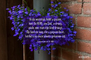 Deut0131-NBG : Lobelia - Tuin, hs-fotografie.com, hs-fotografie.nl, hs-natuurfotografie.nl, hs.fotografie@gmail.com, © Harry Schoemaker