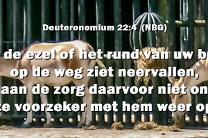 Deut2204-NBG