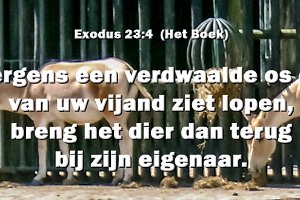 Exod2304-Boek