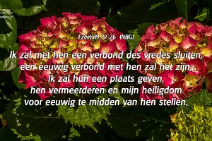 Hortensia op de Rhijnauwensingel te Beverwaard (2014)