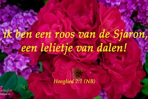 Hgld0201 NB : Bolnes, De La Reystraat, Fotograaf, NL, Plant, Ridderkerk, Roos, Websites, hs.fotografie@gmail.com, http://beverwaardinbeeld.nl, http://hs-fotografie.nl, http://hs-modellenfotografie.nl, http://hs-natuurfotografie.nl, http://hs-stedenfotografie.nl, http://rotterdamsebeelden.nl, © Harry Schoemaker