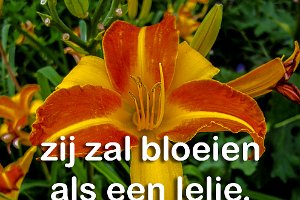 Hos 1406 Boek : Bolnes, Fotograaf, Lelie, NL, Plant, Ridderkerk, Vechtstraat, Websites, hs.fotografie@gmail.com, http://beverwaardinbeeld.nl, http://hs-fotografie.nl, http://hs-modellenfotografie.nl, http://hs-natuurfotografie.nl, http://hs-stedenfotografie.nl, http://rotterdamsebeelden.nl, © Harry Schoemaker