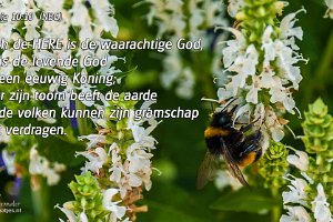 Hommel op de Bloemen in de Blitterswijkstraat te Beverwaard (2014)