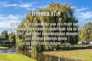 Jer 1708 Boek : Beverwaard, Boom, IJsselmonde, NL, Park Schinnenbaan, Rotterdam, Treurwilg, Websites, hs.fotografie@gmail.com, http://beverwaardinbeeld.nl, http://hs-fotografie.nl, http://hs-modellenfotografie.nl, http://hs-natuurfotografie.nl, http://hs-stedenfotografie.nl, http://rotterdamsebeelden.nl, http://rotterdamsefotos.nl, © Harry Schoemaker