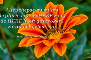 Jes 4005-Boek : Achtertuin, Fotograaf, Gazania, Plant, Thuis, Tuin, Websites, hs.fotografie@gmail.com, http://beverwaardinbeeld.nl, http://hs-fotografie.nl, http://hs-modellenfotografie.nl, http://hs-natuurfotografie.nl, http://hs-stedenfotografie.nl, http://rotterdamsebeelden.nl, © Harry Schoemaker