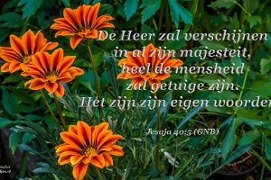 Jes 4005-GNB : Achtertuin, Fotograaf, Gazania, Plant, Thuis, Tuin, Websites, hs.fotografie@gmail.com, http://beverwaardinbeeld.nl, http://hs-fotografie.nl, http://hs-modellenfotografie.nl, http://hs-natuurfotografie.nl, http://hs-stedenfotografie.nl, http://rotterdamsebeelden.nl, © Harry Schoemaker