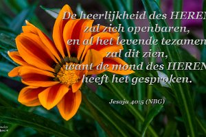 Jes 4005-NBG-01 : Achtertuin, Fotograaf, Gazania, Plant, Thuis, Tuin, Websites, hs.fotografie@gmail.com, http://beverwaardinbeeld.nl, http://hs-fotografie.nl, http://hs-modellenfotografie.nl, http://hs-natuurfotografie.nl, http://hs-stedenfotografie.nl, http://rotterdamsebeelden.nl, © Harry Schoemaker