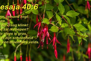 Jes 4006 NBG-FB : Achtertuin, Fotograaf, Fuchsia, Plant, Thuis, Tuin, Websites, hs.fotografie@gmail.com, http://beverwaardinbeeld.nl, http://hs-fotografie.nl, http://hs-modellenfotografie.nl, http://hs-natuurfotografie.nl, http://hs-stedenfotografie.nl, http://rotterdamsebeelden.nl, © Harry Schoemaker