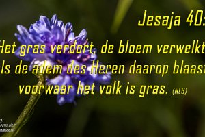 Jes 4007 NLB-FB : Achtertuin, Fotograaf, Korenbloem, Plant, Thuis, Tuin, Websites, hs.fotografie@gmail.com, http://beverwaardinbeeld.nl, http://hs-fotografie.nl, http://hs-modellenfotografie.nl, http://hs-natuurfotografie.nl, http://hs-stedenfotografie.nl, http://rotterdamsebeelden.nl, © Harry Schoemaker