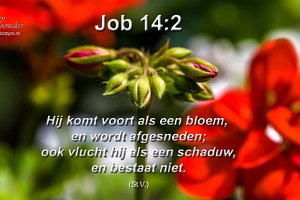 Job 1402 StY : Achtertuin, Fotograaf, Geranium, Plant, Thuis, Tuin, Websites, hs.fotografie@gmail.com, http://beverwaardinbeeld.nl, http://hs-fotografie.nl, http://hs-modellenfotografie.nl, http://hs-natuurfotografie.nl, http://hs-stedenfotografie.nl, http://rotterdamsebeelden.nl, © Harry Schoemaker