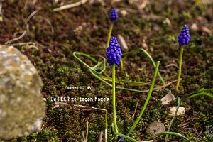 Num 0505-NBV : Beverwaard, Blauw druifje, Buurttuin Beverwaard, Fotograaf, NL, Plant, Rotterdam, Websites, hs.fotografie@gmail.com, http://beverwaardinbeeld.nl, http://hs-fotografie.nl, http://hs-modellenfotografie.nl, http://hs-natuurfotografie.nl, http://hs-stedenfotografie.nl, http://rotterdamsebeelden.nl, © Harry Schoemaker