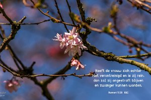 Num 0528-NBG-01 : Beverwaard, Fotograaf, Lente, Magnolia, Middachtenplantsoen, NL, Rotterdam, Tulpenboom, Websites, hs.fotografie@gmail.com, http://beverwaardinbeeld.nl, http://hs-fotografie.nl, http://hs-modellenfotografie.nl, http://hs-natuurfotografie.nl, http://hs-stedenfotografie.nl, http://rotterdamsebeelden.nl, © Harry Schoemaker