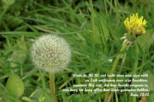 Paardebloem : Exod1208, Paardebloem, Taraxacum officinale Weber, compositae