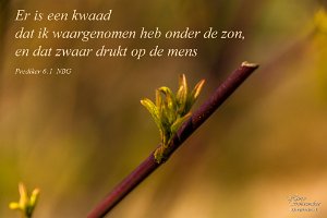 Pred0601-NBG : Beverwaard, Buurttuin Beverwaard, Fotograaf, Lente, NL, Plant, Rotterdam, Websites, hs.fotografie@gmail.com, http://beverwaardinbeeld.nl, http://hs-fotografie.nl, http://hs-modellenfotografie.nl, http://hs-natuurfotografie.nl, http://hs-stedenfotografie.nl, http://rotterdamsebeelden.nl, © Harry Schoemaker