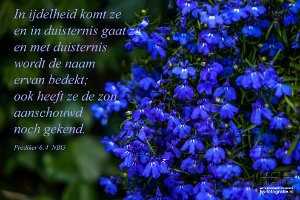 Pred0604-NBG : Lobelia - Tuin, hs-fotografie.com, hs-fotografie.nl, hs-natuurfotografie.nl, hs.fotografie@gmail.com, © Harry Schoemaker