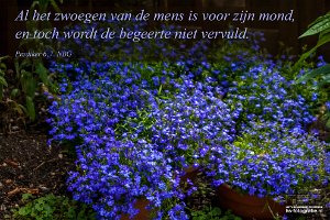 Pred0607-NBG : Lobelia - Tuin, hs-fotografie.com, hs-fotografie.nl, hs-natuurfotografie.nl, hs.fotografie@gmail.com, © Harry Schoemaker