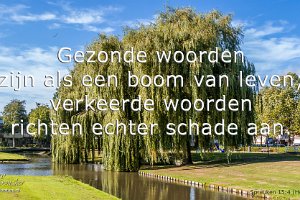 Spr 1504 Boek : Beverwaard, Boom, IJsselmonde, NL, Park Schinnenbaan, Rotterdam, Treurwilg, Websites, hs.fotografie@gmail.com, http://beverwaardinbeeld.nl, http://hs-fotografie.nl, http://hs-modellenfotografie.nl, http://hs-natuurfotografie.nl, http://hs-stedenfotografie.nl, http://rotterdamsebeelden.nl, http://rotterdamsefotos.nl, © Harry Schoemaker