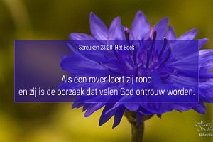 Spr 2328-Boek : Achtertuin, Fotograaf, Korenbloem, Plant, Thuis, Tuin, Websites, hs.fotografie@gmail.com, http://beverwaardinbeeld.nl, http://hs-fotografie.nl, http://hs-modellenfotografie.nl, http://hs-natuurfotografie.nl, http://hs-stedenfotografie.nl, http://rotterdamsebeelden.nl, © Harry Schoemaker