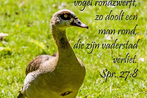Spr 2708-Ned : Fotograaf, NL, Nijlgans, Park de Twee Heuvels, Rotterdam, Vogel, hs.fotografie@gmail.com, http://beverwaardinbeeld.nl, http://hs-fotografie.nl, http://hs-modellenfotografie.nl, http://hs-natuurfotografie.nl, http://hs-stedenfotografie.nl, http://rotterdamsebeelden.nl, © Harry Schoemaker