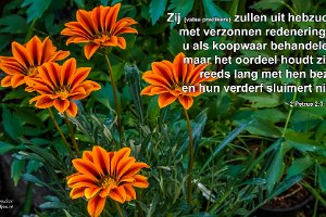 2Pet0203-NBG : Achtertuin, Fotograaf, Gazania, Plant, Thuis, Tuin, Websites, hs.fotografie@gmail.com, http://beverwaardinbeeld.nl, http://hs-fotografie.nl, http://hs-modellenfotografie.nl, http://hs-natuurfotografie.nl, http://hs-stedenfotografie.nl, http://rotterdamsebeelden.nl, © Harry Schoemaker