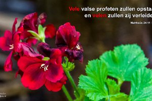 Mat 2411-NBG : Achtertuin, Fotograaf, Onbekende Plant, Plant, Thuis, Tuin, Websites, hs.fotografie@gmail.com, http://beverwaardinbeeld.nl, http://hs-fotografie.nl, http://hs-modellenfotografie.nl, http://hs-natuurfotografie.nl, http://hs-stedenfotografie.nl, http://rotterdamsebeelden.nl, © Harry Schoemaker