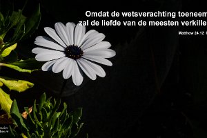 Mat 2412-NBG : Achtertuin, Fotograaf, Plant, Spaanse Margriet, Thuis, Tuin, Websites, hs.fotografie@gmail.com, http://beverwaardinbeeld.nl, http://hs-fotografie.nl, http://hs-modellenfotografie.nl, http://hs-natuurfotografie.nl, http://hs-stedenfotografie.nl, http://rotterdamsebeelden.nl, © Harry Schoemaker