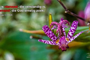 Rom 0311-NBG : Achtertuin, Fotograaf, Plant, Thuis, Tricyrtis, Tuin, Websites, hs.fotografie@gmail.com, http://beverwaardinbeeld.nl, http://hs-fotografie.nl, http://hs-modellenfotografie.nl, http://hs-natuurfotografie.nl, http://hs-stedenfotografie.nl, http://rotterdamsebeelden.nl, © Harry Schoemaker