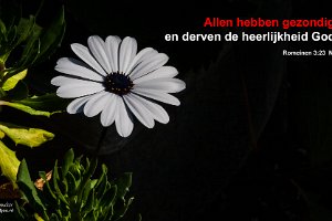 Rom 0323-NBG-01 : Achtertuin, Fotograaf, Plant, Spaanse Margriet, Thuis, Tuin, Websites, hs.fotografie@gmail.com, http://beverwaardinbeeld.nl, http://hs-fotografie.nl, http://hs-modellenfotografie.nl, http://hs-natuurfotografie.nl, http://hs-stedenfotografie.nl, http://rotterdamsebeelden.nl, © Harry Schoemaker