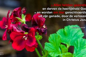 Rom 0323-NBG : Achtertuin, Fotograaf, Onbekende Plant, Plant, Thuis, Tuin, Websites, hs.fotografie@gmail.com, http://beverwaardinbeeld.nl, http://hs-fotografie.nl, http://hs-modellenfotografie.nl, http://hs-natuurfotografie.nl, http://hs-stedenfotografie.nl, http://rotterdamsebeelden.nl, © Harry Schoemaker