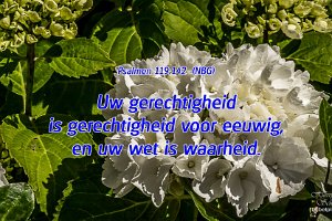 Hortensia op de Rhijnauwensingel te Beverwaard (2014)