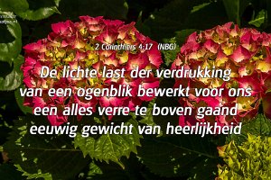 Hortensia op de Rhijnauwensingel te Beverwaard (2014)