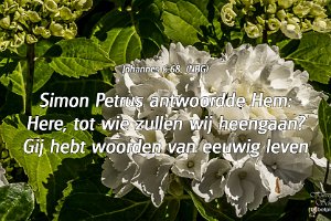 Hortensia op de Rhijnauwensingel te Beverwaard (2014)