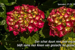 Hortensia op de Rhijnauwensingel te Beverwaard (2014)