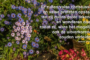 Mat 2424-NBG : Achtertuin, Fotograaf, Herfstaster, Plant, Thuis, Tuin, Websites, hs.fotografie@gmail.com, http://beverwaardinbeeld.nl, http://hs-fotografie.nl, http://hs-modellenfotografie.nl, http://hs-natuurfotografie.nl, http://hs-stedenfotografie.nl, http://rotterdamsebeelden.nl, © Harry Schoemaker