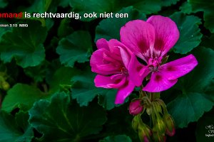 Rom 0310-NBG : Achtertuin, Fotograaf, Geranium, Plant, Thuis, Tuin, Websites, hs.fotografie@gmail.com, http://beverwaardinbeeld.nl, http://hs-fotografie.nl, http://hs-modellenfotografie.nl, http://hs-natuurfotografie.nl, http://hs-stedenfotografie.nl, http://rotterdamsebeelden.nl, © Harry Schoemaker