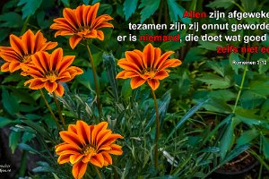 Rom 0312-NBG : Achtertuin, Fotograaf, Gazania, Plant, Thuis, Tuin, Websites, hs.fotografie@gmail.com, http://beverwaardinbeeld.nl, http://hs-fotografie.nl, http://hs-modellenfotografie.nl, http://hs-natuurfotografie.nl, http://hs-stedenfotografie.nl, http://rotterdamsebeelden.nl, © Harry Schoemaker