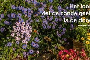 Rom 0623-NBG : Achtertuin, Fotograaf, Herfstaster, Plant, Thuis, Tuin, Websites, hs.fotografie@gmail.com, http://beverwaardinbeeld.nl, http://hs-fotografie.nl, http://hs-modellenfotografie.nl, http://hs-natuurfotografie.nl, http://hs-stedenfotografie.nl, http://rotterdamsebeelden.nl, © Harry Schoemaker